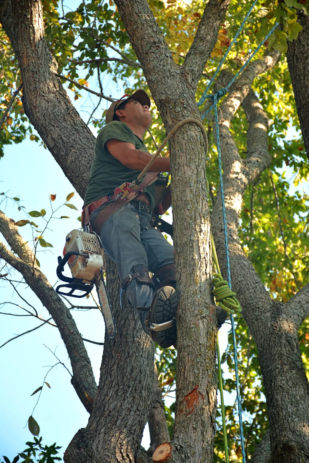 Arborist secured in a tree