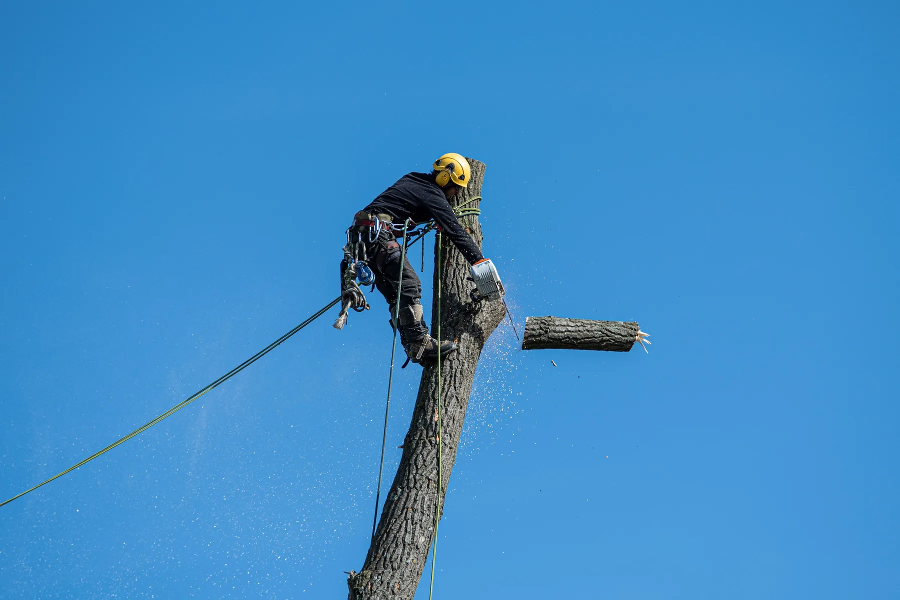 Arborist working in a tree