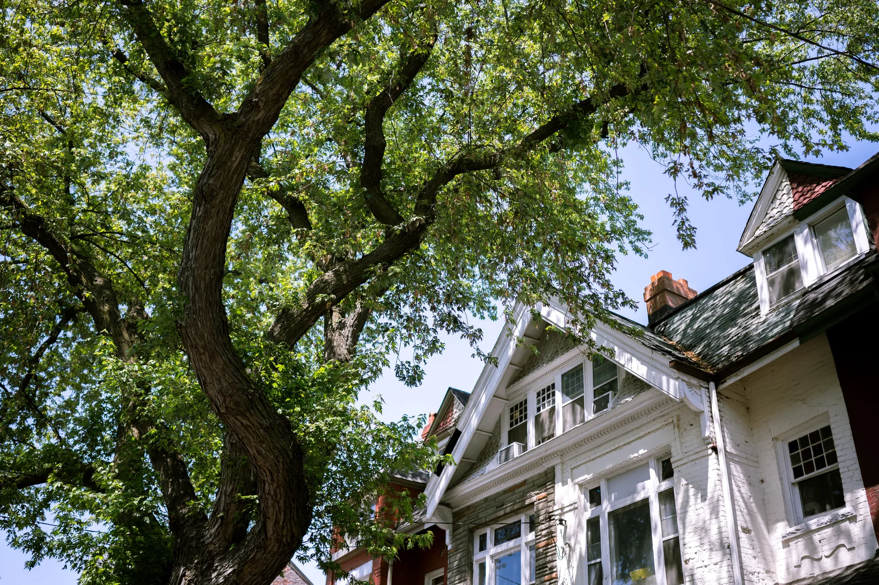 Tree canopy next to a home