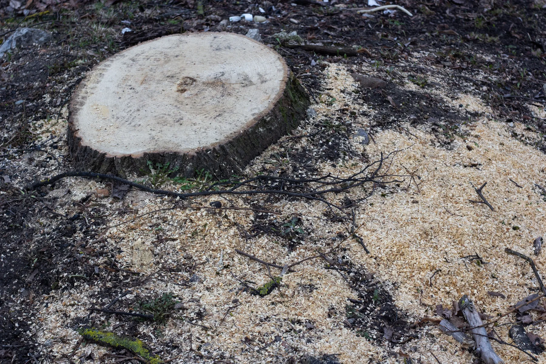 Freshly cut tree stump
